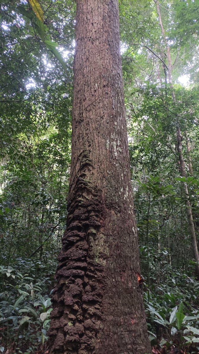 AbiluTangwa's tweet image. Deforestation destroys 10M hectares of forest yearly. Support reforestation projects and choose sustainable products to save our lungs! 🌲 #StopDeforestation #ReforestThePlanet #ClimateAction