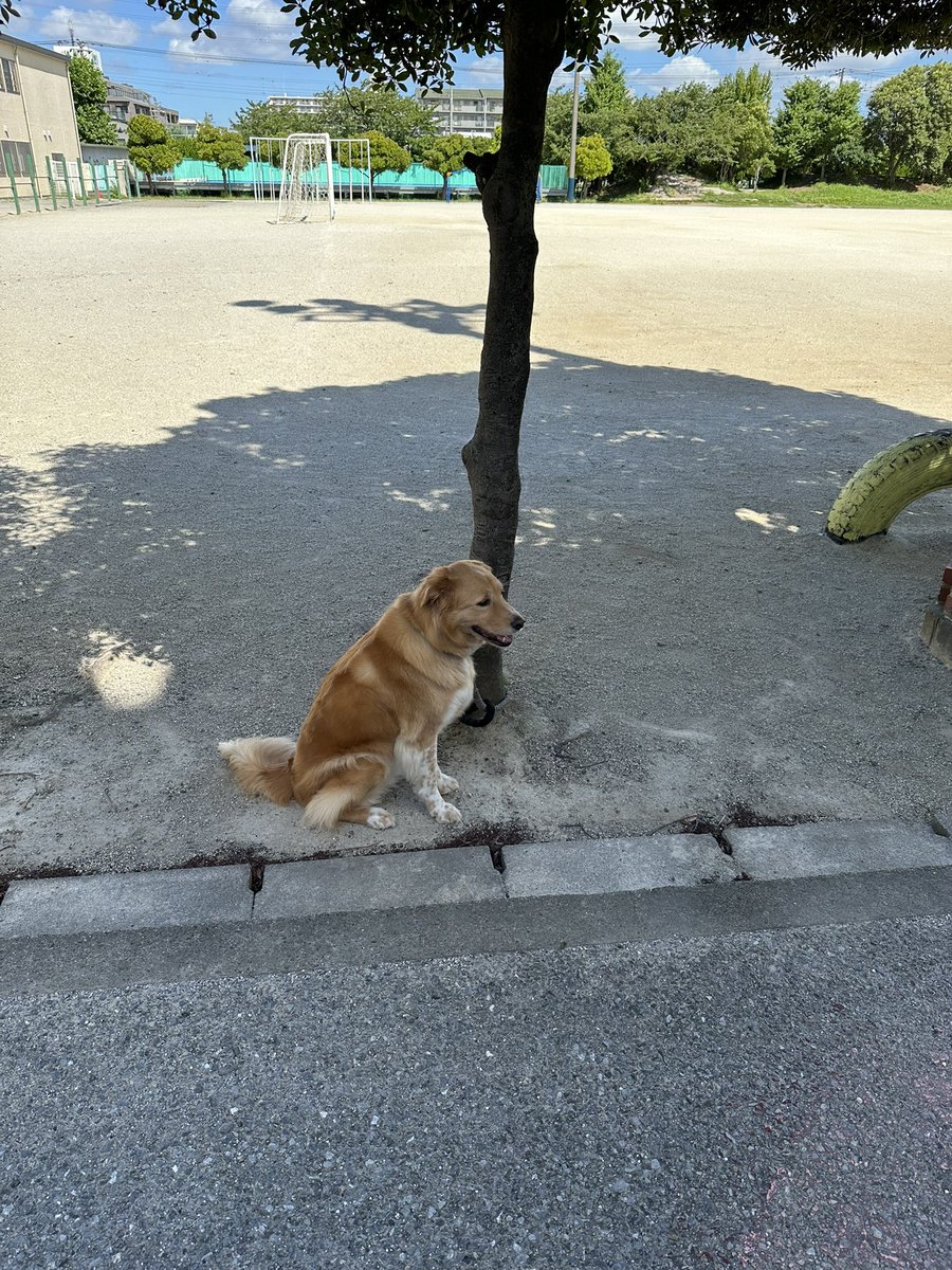 投票中、しっかり待っててくれたアロ犬さん🐾