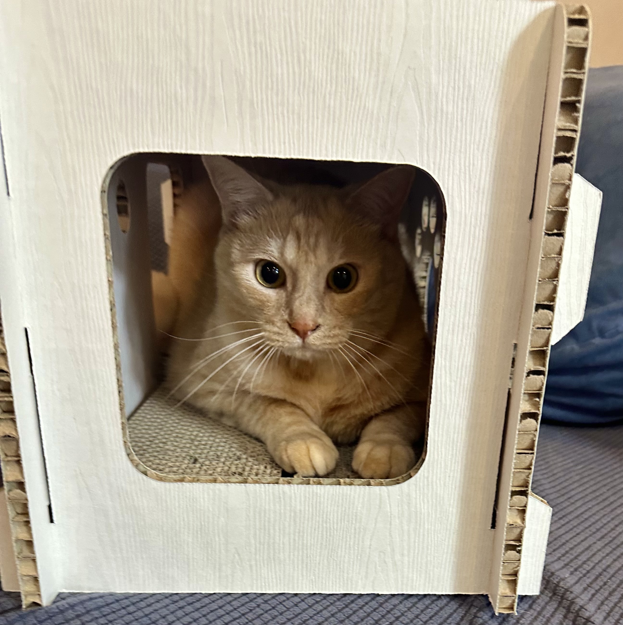 rikuページ♡新規様リクエスト　猫様　猫オブジェ riku様専用ページ♡新規様リクエスト 猫様 猫オブジェ 猫雑貨