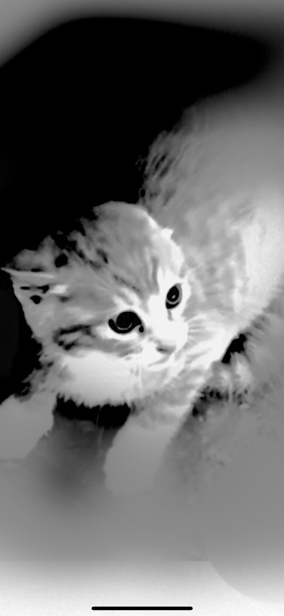 The victims.

You are a tiny kitten. You have only been in this world for about two months.

When you're born in China, you're skinned alive, your legs are twisted off, a chemical that instantly dissolves protein is poured into your face, and the entire process is filmed, sold,