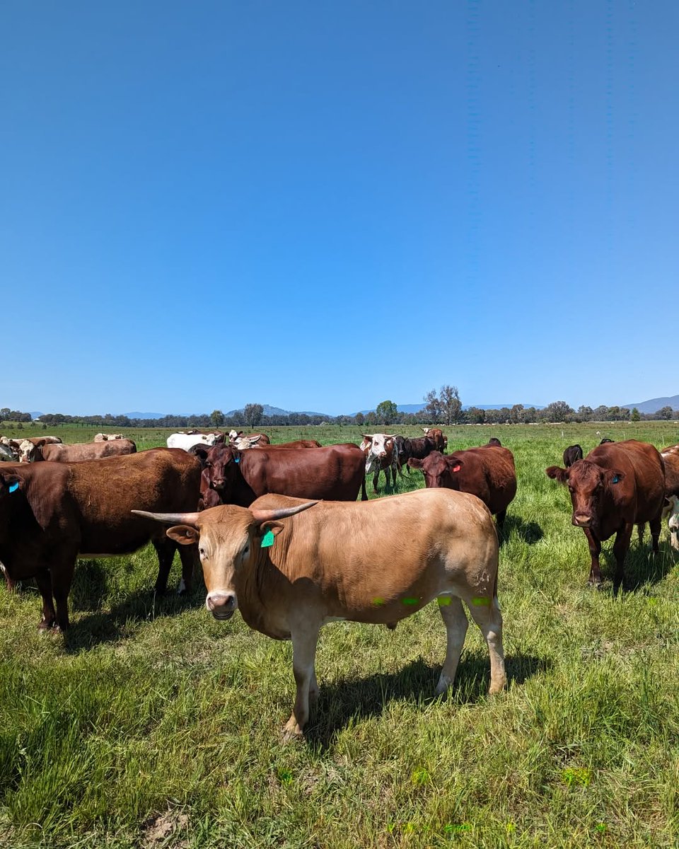 JakeWolki's tweet image. Do you have rare beef on your farm and this that it deserves to be showcased?
Do you raise your animals in a chemical/poison free environment?
We would love to hear from you. We are starting a bi-monthly RARE BEEF buying club and want to showcase rare beef from different…