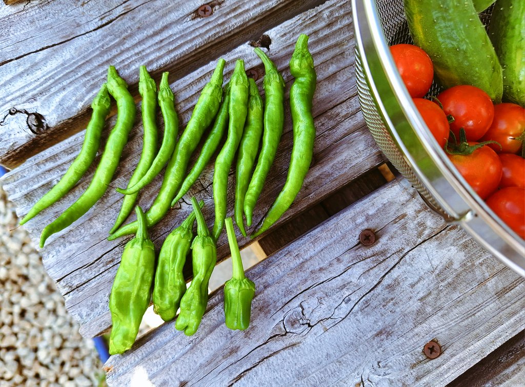 唐辛子 忘れてたꉂꉂ(◉ᗜ◉)
ちっこいのは先週植え付けた秋どれピーマンの1番花🫑 まだ木が小さいのでここで収穫🫑
