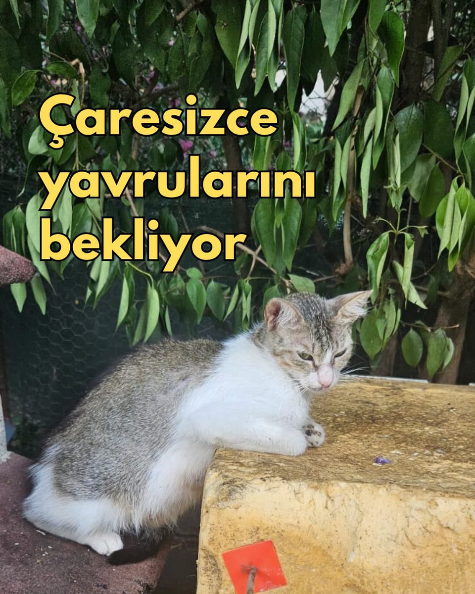 18 Temmuz’da Maltepe’de vahşice öldürülen 6 yavrunun annesi çaresizlik içinde yavrularının dönüşünü bekliyor. Kedilerin k*tliamının zanlısı S.B ise gözaltında. 20 Temmuz sabahı savcılığa sevk edilerek nöbetçi savcının karşısına çıkarılacak!
#YavrularİçinAdalet #MaltepedeCaniVar