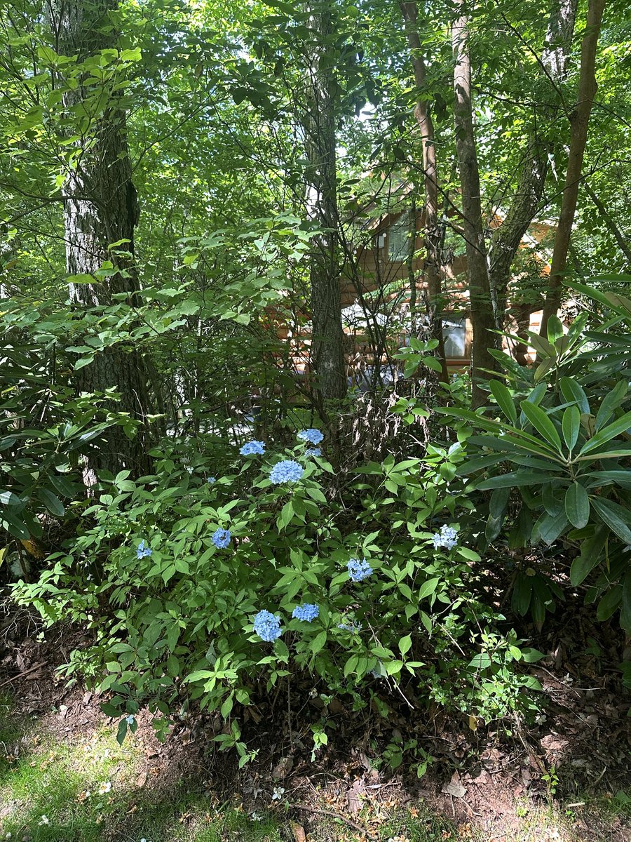 今朝は清里の山荘にいて付近を散策しました。緑が濃く夏の到来を感じさせます。往復は暑くて疲れますが、来るとホッとします。#飯高茂、#森重文、#松本幸夫、#MartinBridsonFRS, #CedricVillani 各先生。😊✍️📚
