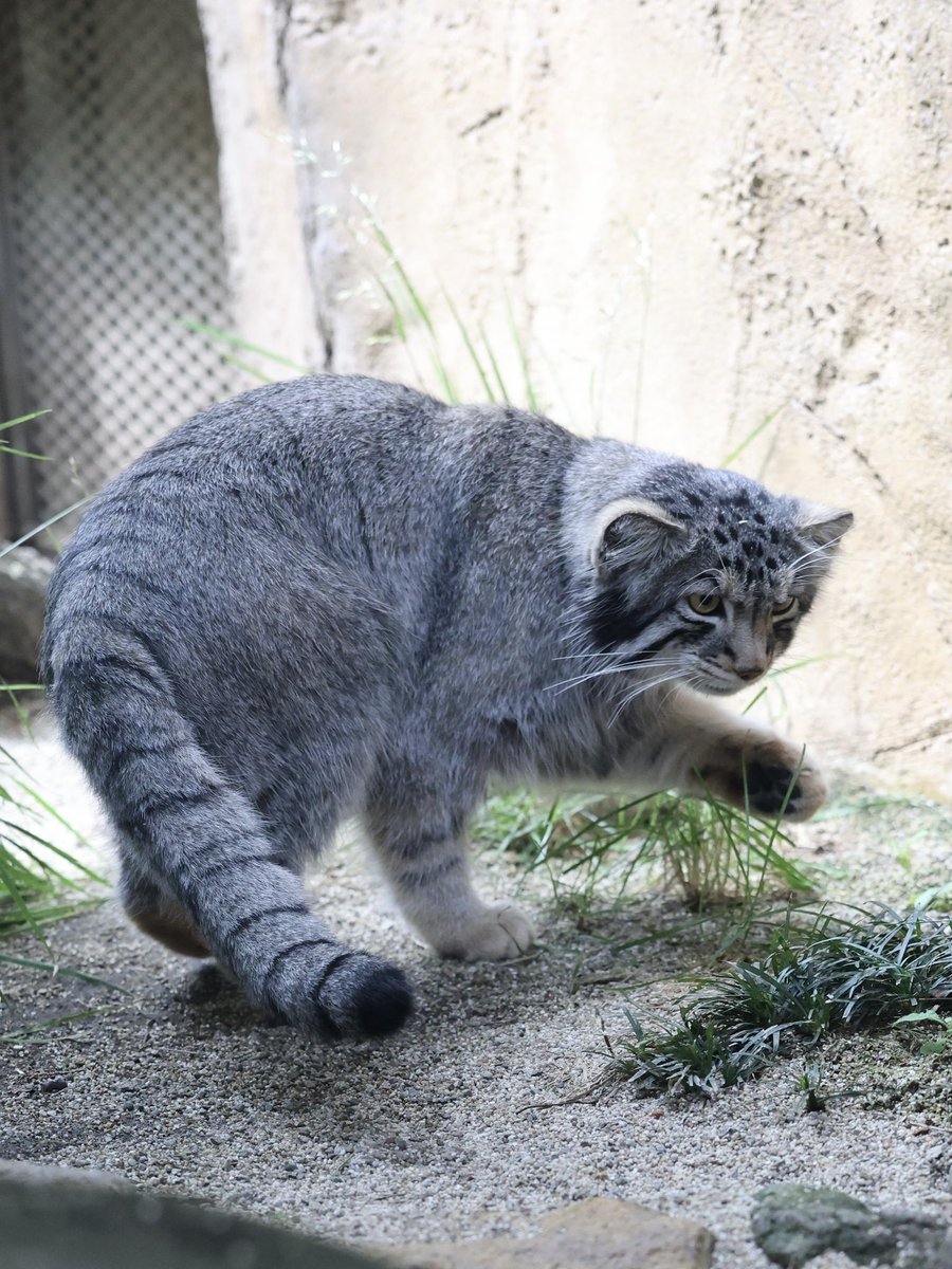 necopam1's tweet image. 継ぐ子としてマヌル隊の柱が集まる那須の隠れ里にやってきて早4ヶ月…、悲しみを乗り越え絶賛全集中でマヌルの呼吸を習得中の和なのであった…!
#マヌルネコ #pallasscat
#ナゴム
#那須どうぶつ王国
#鬼滅の刃 (←炭治郎!!!)