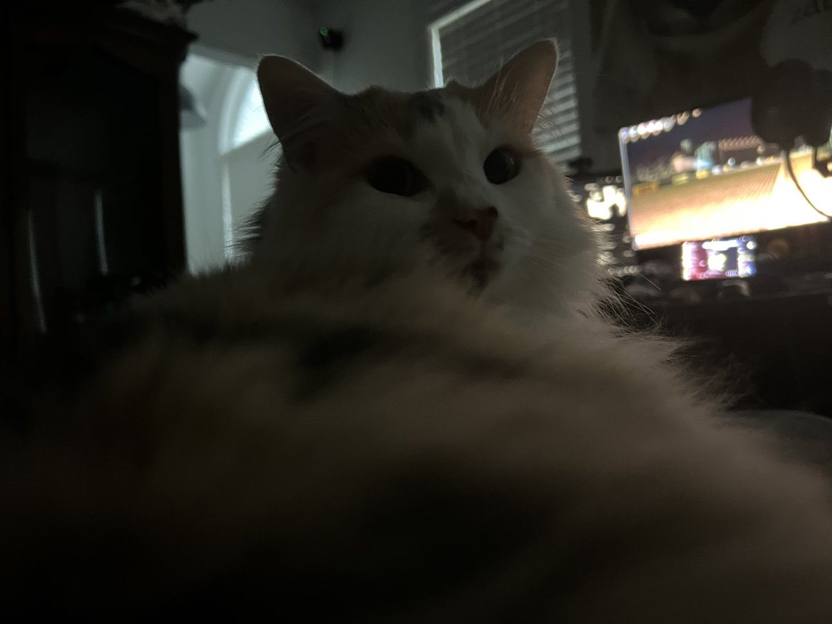 puddlesthecar's tweet image. pov: you are a flea