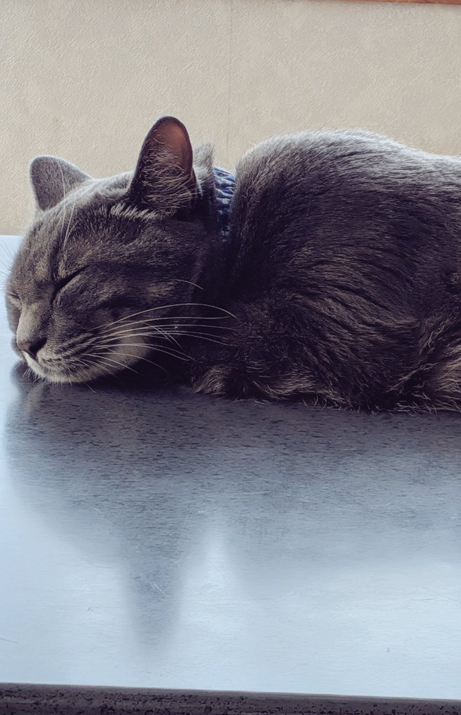 jiyukimama_tuna's tweet image. 起きてからもう6時間以上経ちましたが、おはようございます🐾
