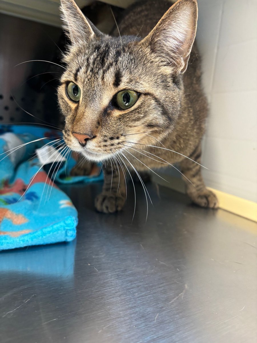 PAWSPendletonOR (@pawspendletonor) on Twitter photo And now our final #emptytheshelters adoption thanks to <a href="/BISSELLPets/">BISSELL Pet Foundation πΆπ±</a> ... Huggin and Munnin were adopted TOGETHER! These two sweet littermates couldn't be separated, and we're so glad that the reduced adoption fees through #emptytheshelters allowed them to stay together!
#cats And now our final #emptytheshelters adoption thanks to <a href="/BISSELLPets/">BISSELL Pet Foundation πΆπ±</a> ... Huggin and Munnin were adopted TOGETHER! These two sweet littermates couldn't be separated, and we're so glad that the reduced adoption fees through #emptytheshelters allowed them to stay together!
#cats