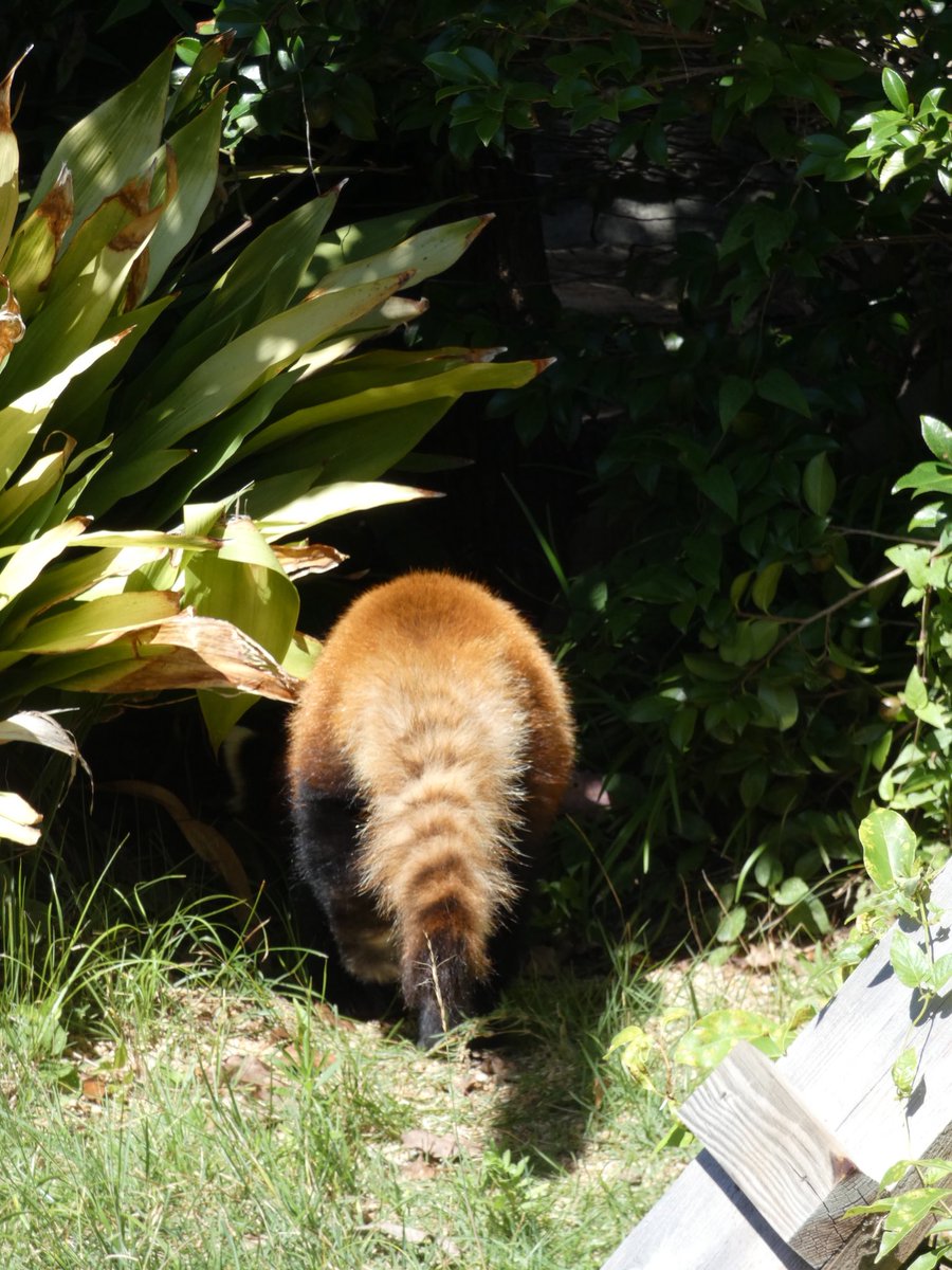 redpanda3695's tweet image. 昨日の朝 10時過ぎ
さすがのジャズもとうとう暑さに耐えきれなくなったのか(?!)枝から降りてきて 寄り道無しで 室内へ💦
クールダウンたっぷりして欲しい〜
#王子動物園 #レッサーパンダ #ジャズ