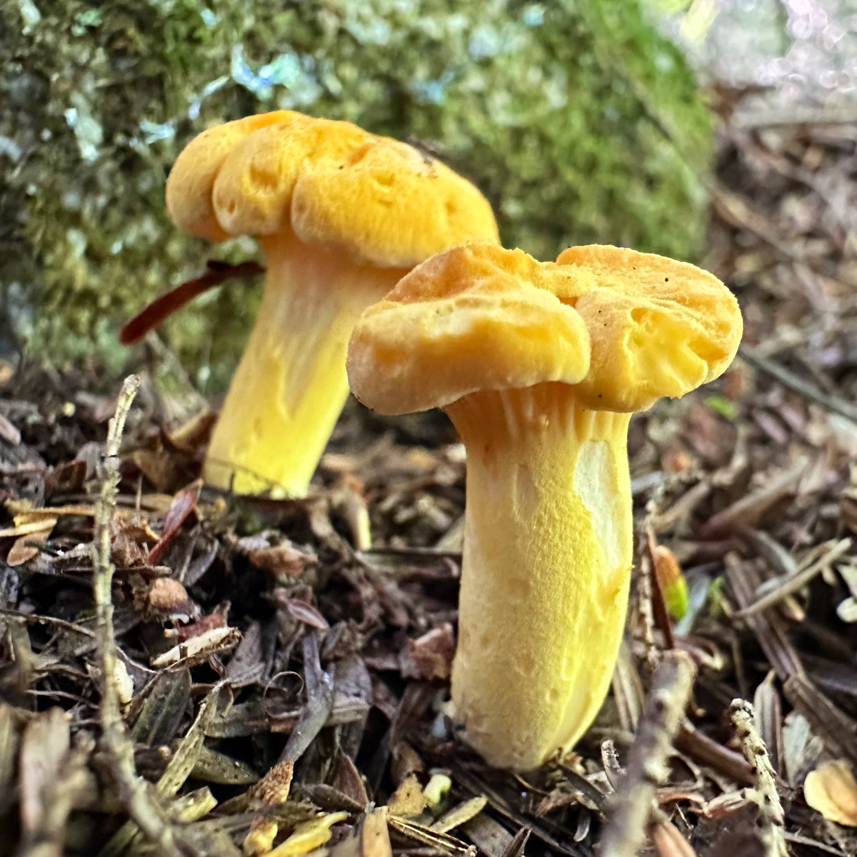 ikar0sc's tweet image. Today been going like this

Me an&apos; who?

#MushroomOfTheDay