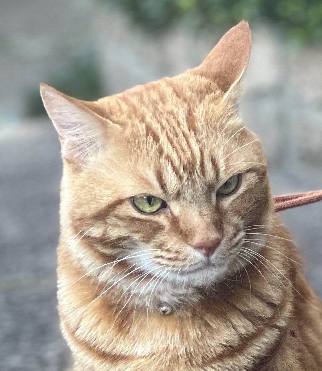 今日も暑っ🥵　　　　　　　by🐯