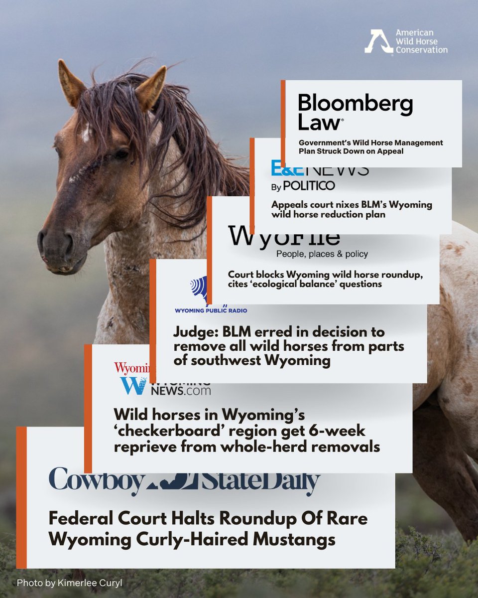 FreeWildHorses's tweet image. After 14 years of relentless advocacy and litigation, we’ve reined in the largest attempted eradication of wild horses in U.S. history. Let’s savor this win, and stay ready to fight for the iconic wild horses of the Wyoming Checkerboard!
#wyoming #victory #wildhorses #legalwin