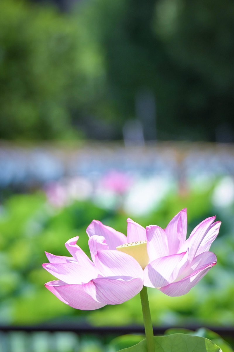 knight_amg's tweet image. おはようございます🪷