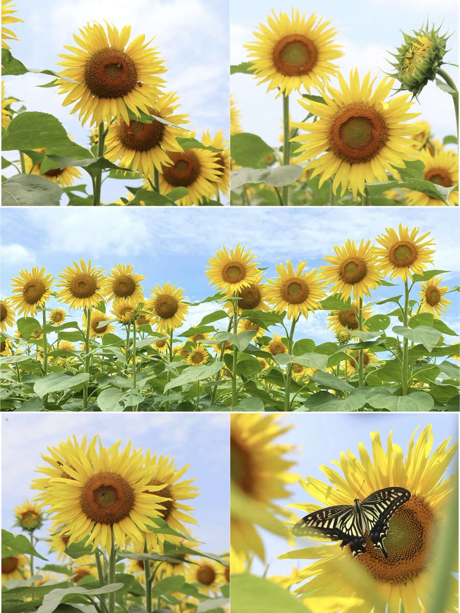 AK52008210's tweet image. おはようございます☀️
🌻野木町ひまわり畑🌻
今年は見に行けてないので
昨年7月18日の写真です
向日葵とアゲハ蝶
初めて撮りました📸
素敵な日曜日になりますように
ꕤ*𓈒𖧷 ⁺.
#TLを花でいっぱいにしよう