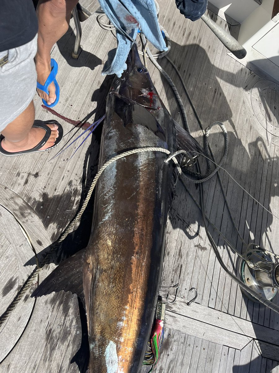 ブルーマーリンキャッチ🐟