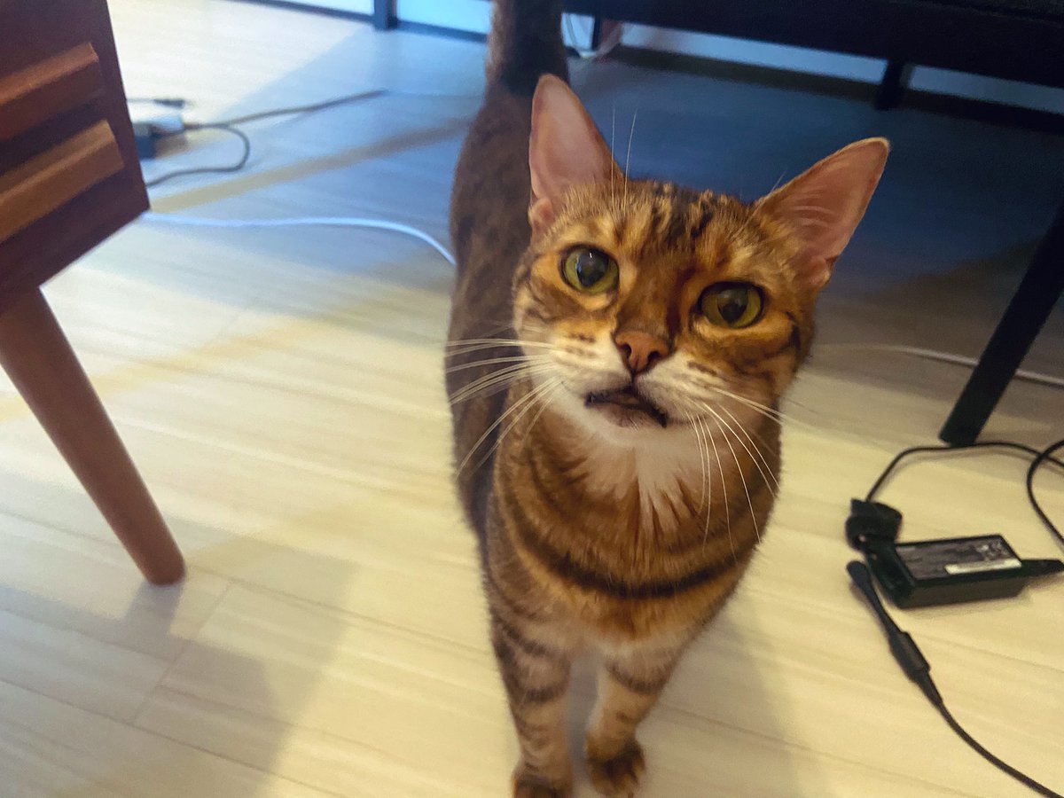 れいちぇる Z/X 1 (ジャンプコミックス) | 土屋 彼某, ブロッコリー |本 | 通販