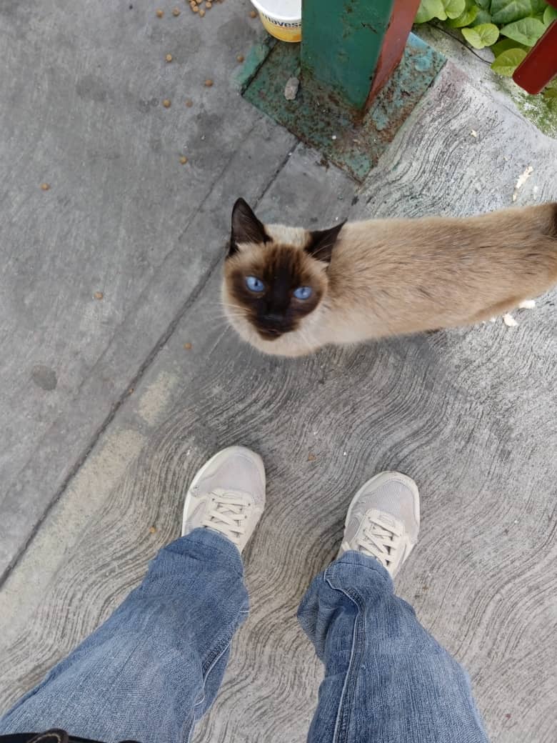 Difundo. Urge adopción para esta gatita, es cachorra aprox 6 meses. Fue abandonada por los lados de la Av panteón y llora mucho. 04122445886