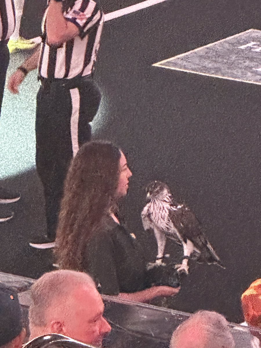 ABQFootball's tweet image. PRETTY BIRD 🦅
