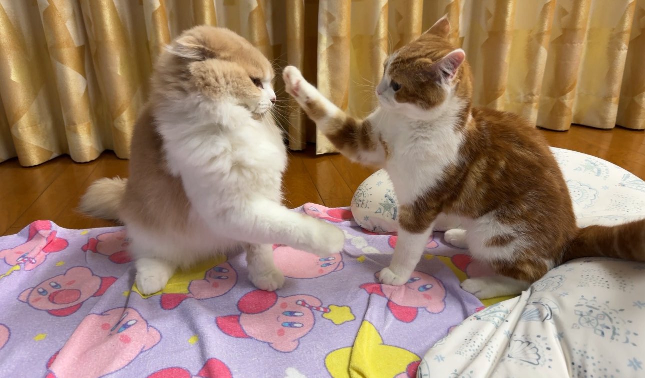 めだかの喜ぶ猫さま(=^・^=)シリーズ　 Rexママさま専用 Amazon | トレンドマスター なでなでねこちゃんEX とら【撫でる