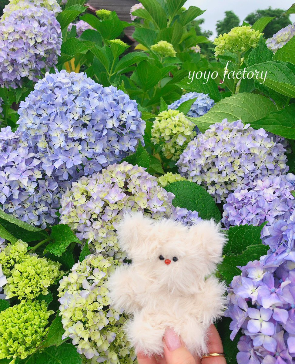 yoyo_factory_5's tweet image. 相棒のホタテちゃんです✨

紫陽花きれい！
#紫陽花
#あじさい
#人形
#クマ
