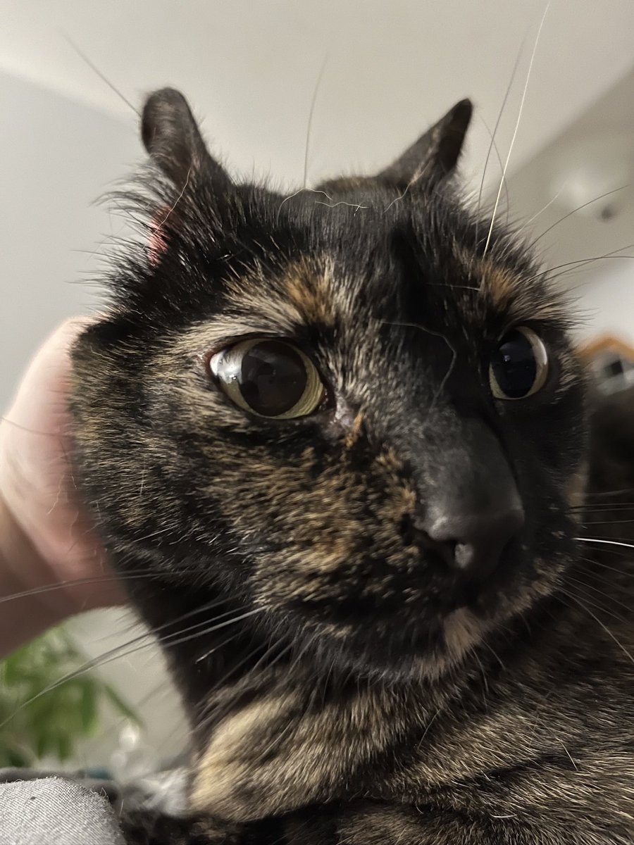 fhardcat's tweet image. She’s one big nothing burger of a cat