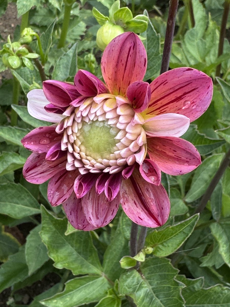 GardenBrocante's tweet image. Good morning. Another restful day for me as all the local fairs are cancelled 🌧️
I’m looking forward to seeing this dahlia when it’s open later today, a pretty, subtle one, mixing it up!!
Have a lovely day. Zoe 🌱☀️🌧️