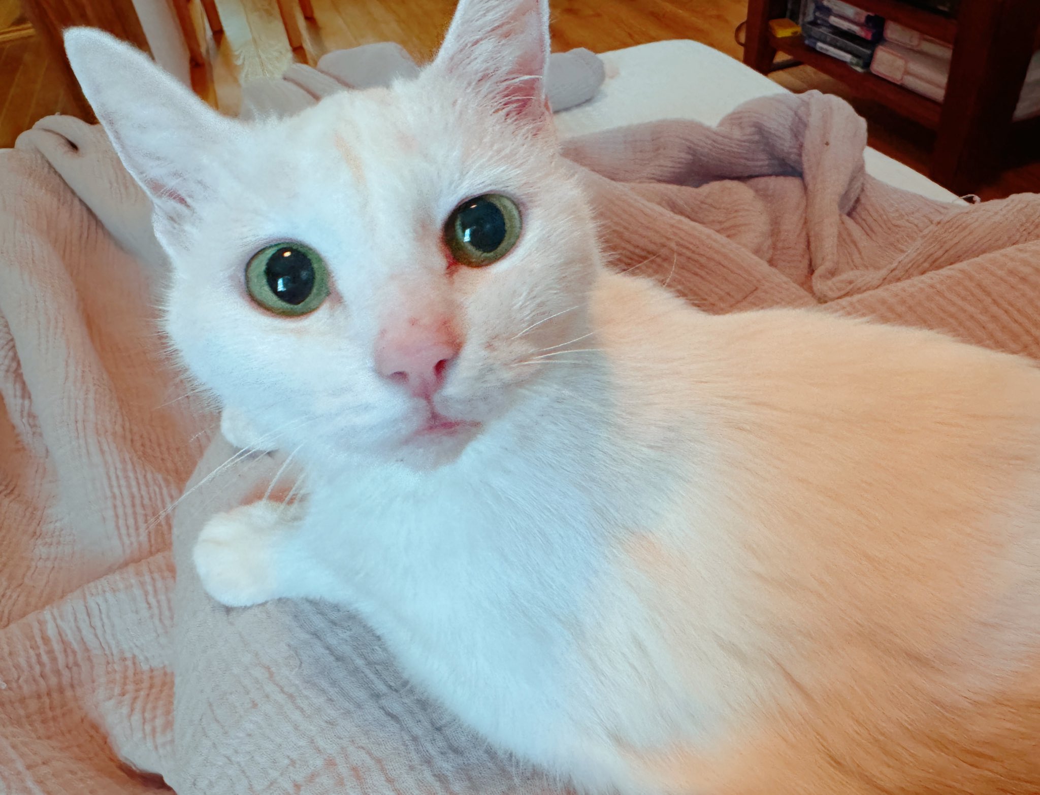 猫中毒 猫中毒｜NEWS｜ELOV-Label