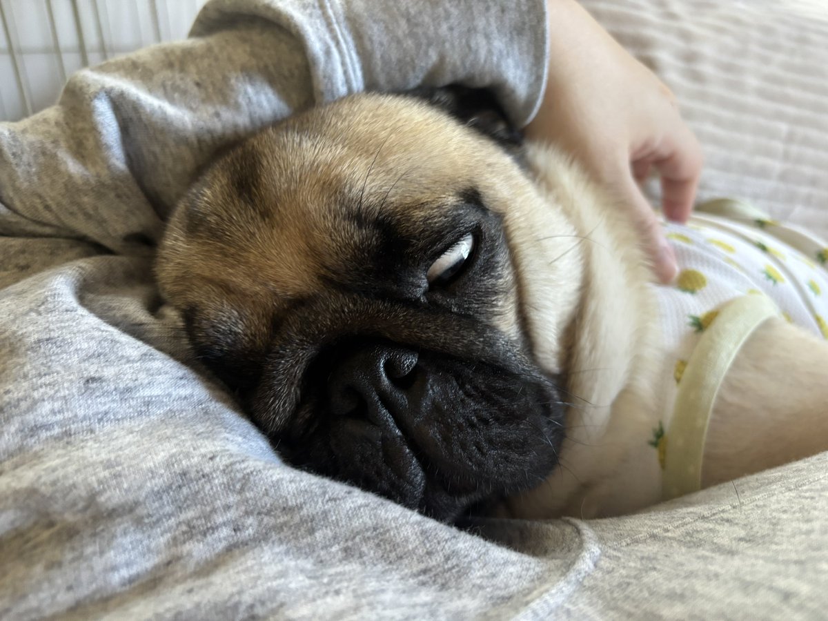 chachamaru_pug's tweet image. 昼寝しててふと横を見たらいつの間にか添い寝されてた🫶

#pug #パグ