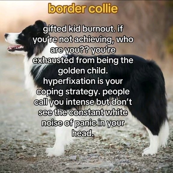 I've been called out by a favorite dog breed post.