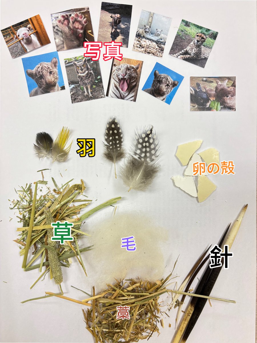 izu_anikin's tweet image. イベントのお知らせ!📢
7/26~8/24の夏休み期間限定でレジンクラフトのワークショップを開催します!
飼育員が撮りためた写真や動物たちの抜けてしまった毛・針をキーホルダーにすることができます!
夏の思い出作りにもぴったりです☀️
スタッフが優しく教えるので初めての方も大丈夫ですよ!🙆♀️