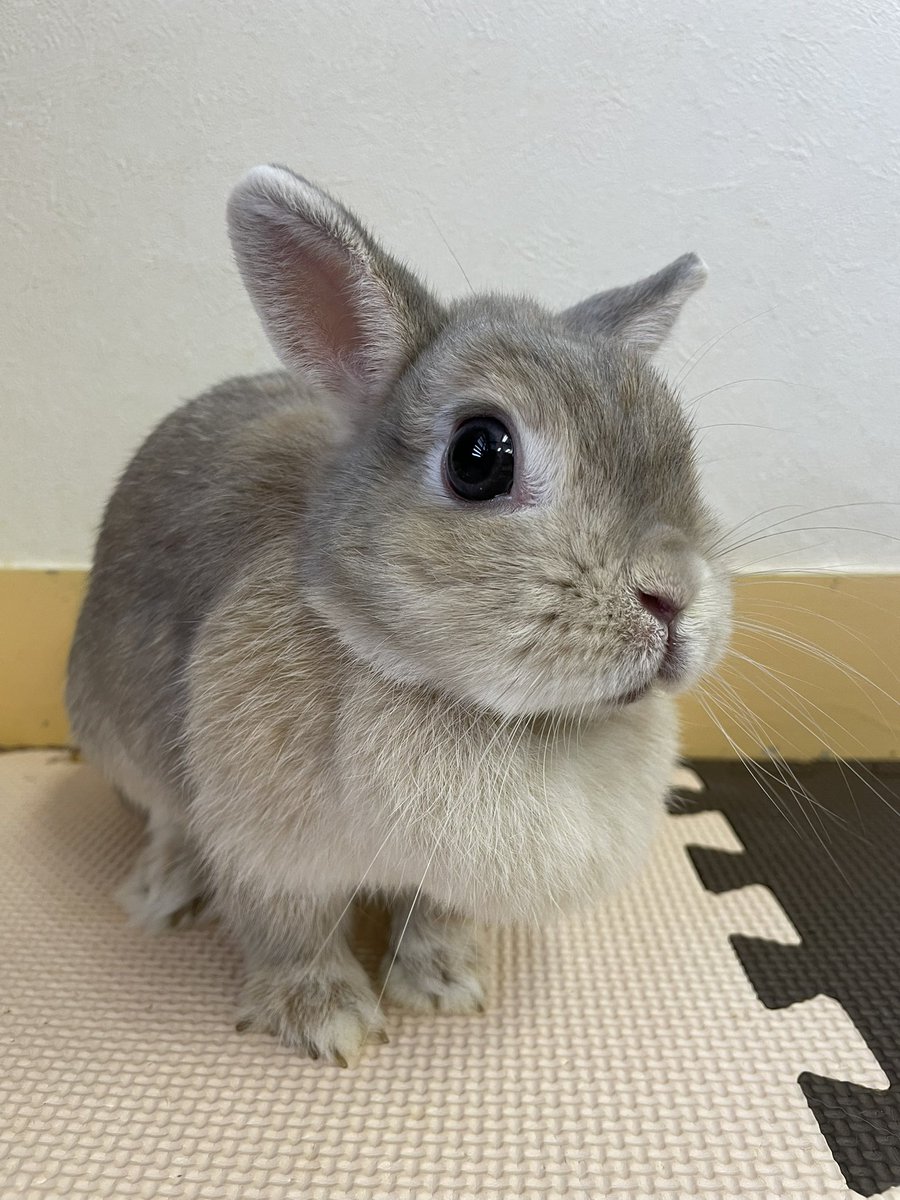 chocolate_otter's tweet image. 今日のやよい姫🐰
