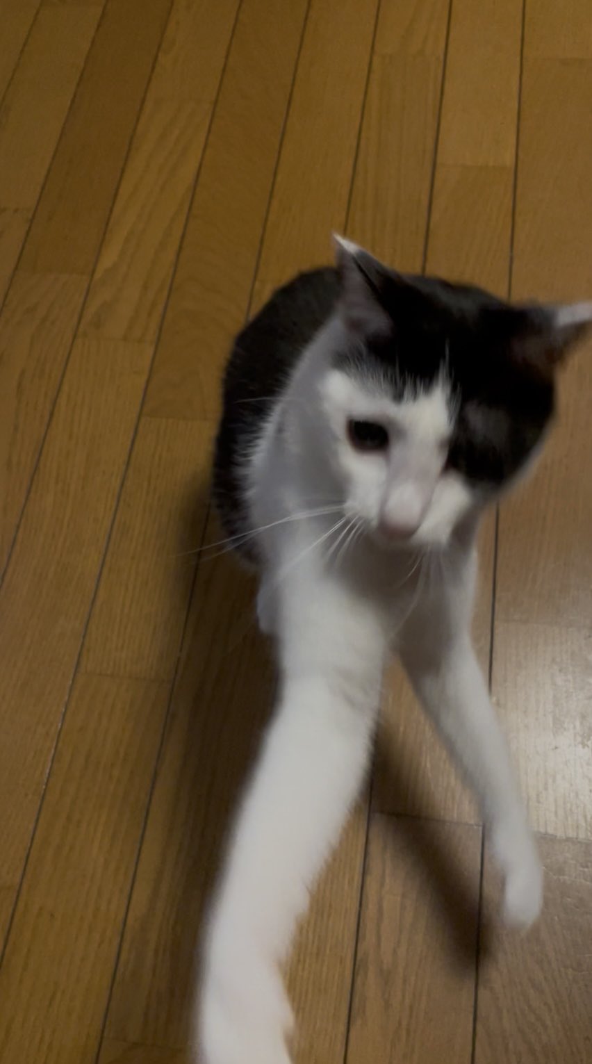 くろねこ 黒猫つくねちゃん太しっぽ on X: 