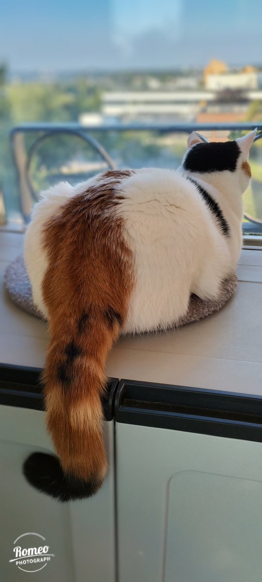 Bella hedgewatching from the balcony, on a hot and early Sunday morning. Happy #Sunday everyone and everyfur 😽☀️❤️ Sending purrs and love to everyone who needs it. Stay safe and #BeKindAlways 🧡🖤🤍 #CalicoCrew #CatsOfTwitter 🩷