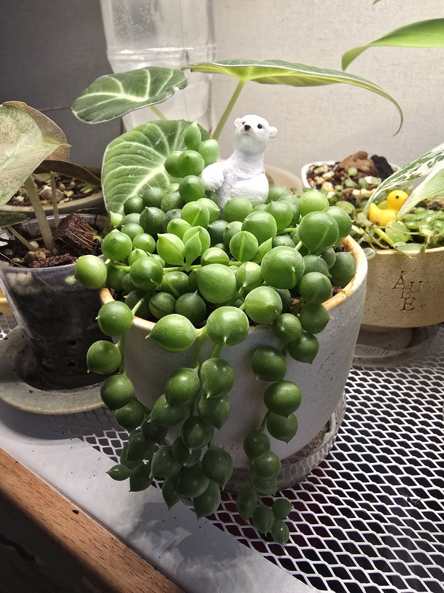 콩란 너무 풍성해서 5줄긴가 잘라서 나눔했는데도 이정도