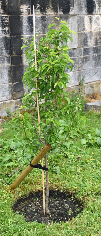 Our beautiful alley of Pear Trees thanks to @tradeshouse @lordprovostgcc &amp; @glasgowhighkirk 

Glasgow has a rich fruit tree heritage:The Merchant City is built on a former orchard &amp; Gartnavel Royal houses the city's oldest Pear Tree.

Chutney, cider...endless possibilities