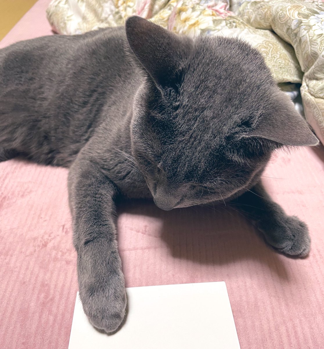 omegomeg030's tweet image. これは昨日撮った猫の頭(癒し…( ˘˘ ))