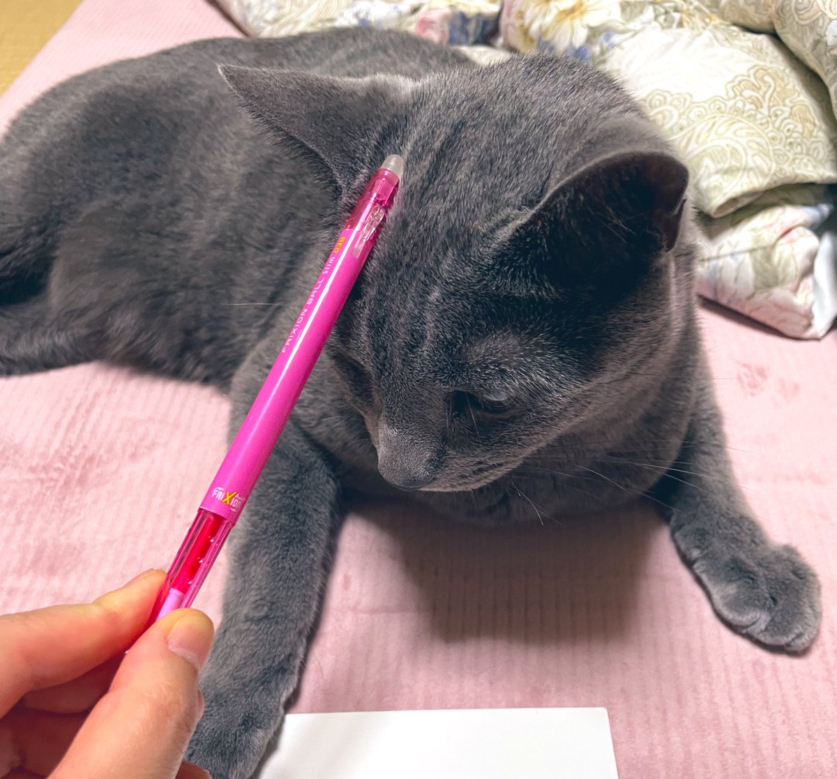 omegomeg030's tweet image. これは昨日撮った猫の頭(癒し…( ˘˘ ))