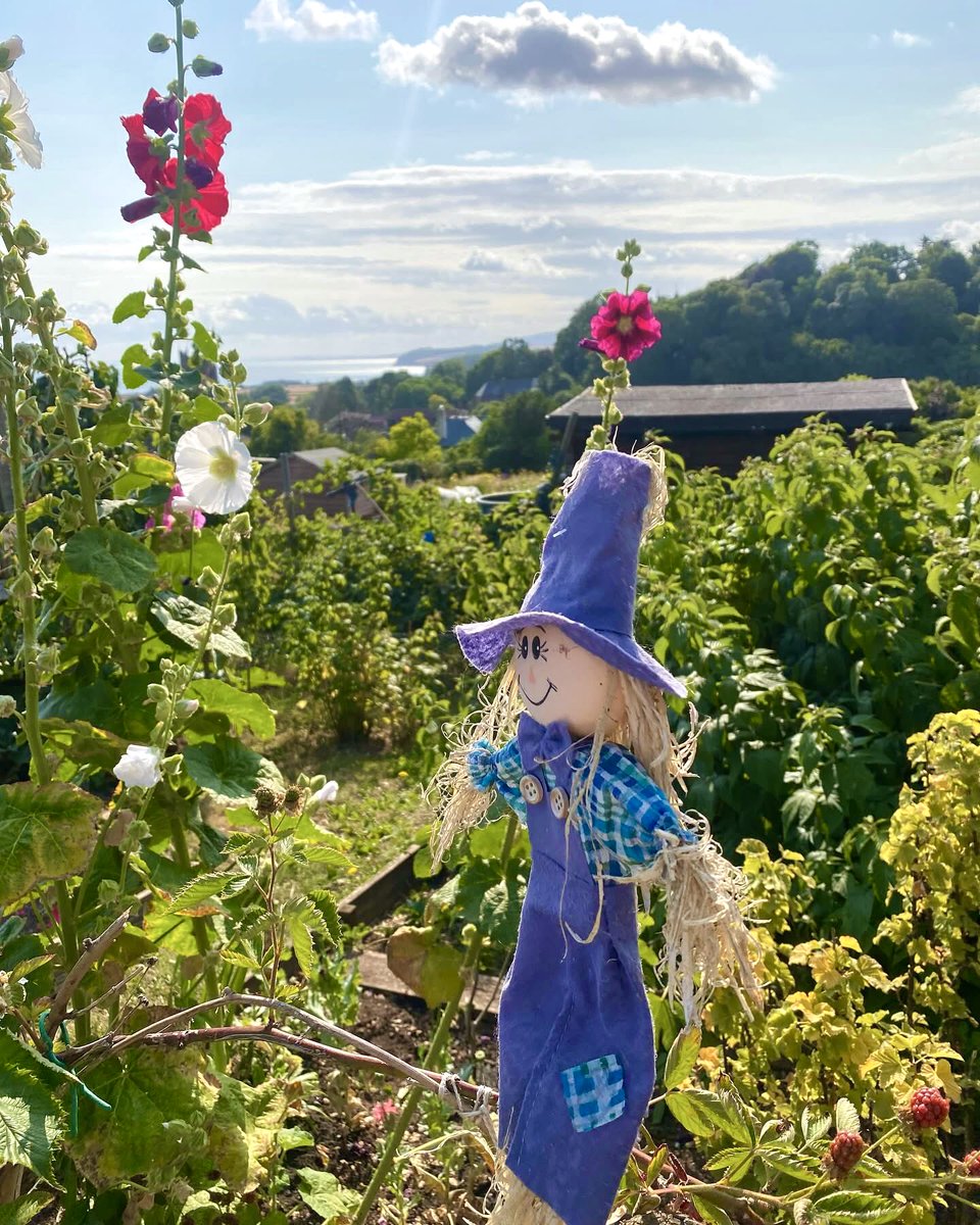 AndrewOpera's tweet image. Say hello my friend at the allotment. Have a lovely Sunday 🥰