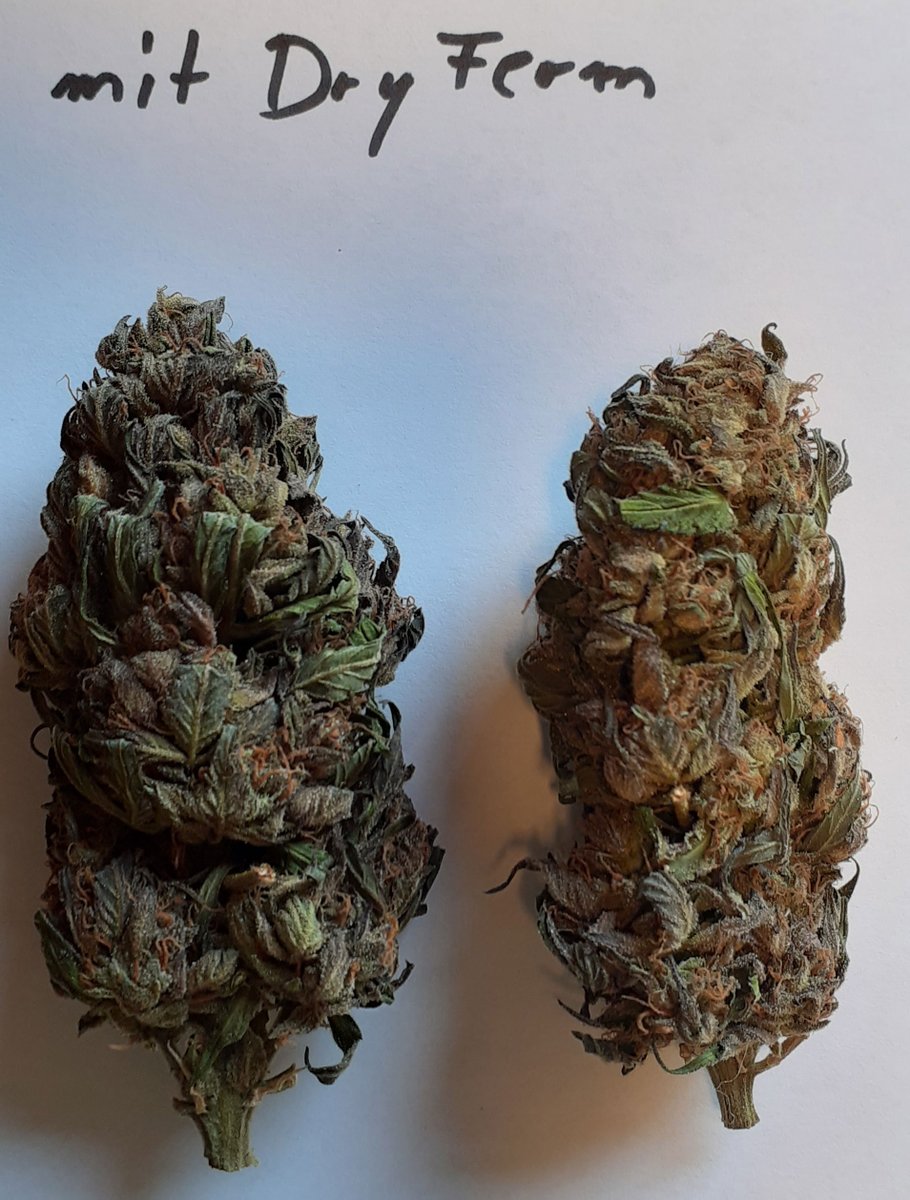 ganja_chicken's tweet photo. #Dryferm - 👝 - Test
Beutel am 9. Tag geöffnet. #Cannabis gewogen und verglichen mit einer Normal-Trocknung.
Ergebnis mit Dryferm:
💚 festere kompaktere Buds
💚 ziemlich Dunkelgrün
💚 Geruch, Geschmack, Wirkung ungefähr gleich
💚 ca. 20-25% mehr im Glas
alles ohne Gewähr 🤡 https://t.co/fpFUSTPofz