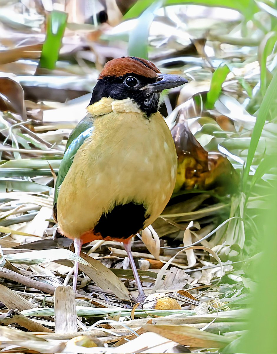 PhilNovis's tweet image. One of my favourite families to see - because so bloody difficult but a bit of local knowledge turned up this Noisy Pitta in Brisbane Botanical gardens.
