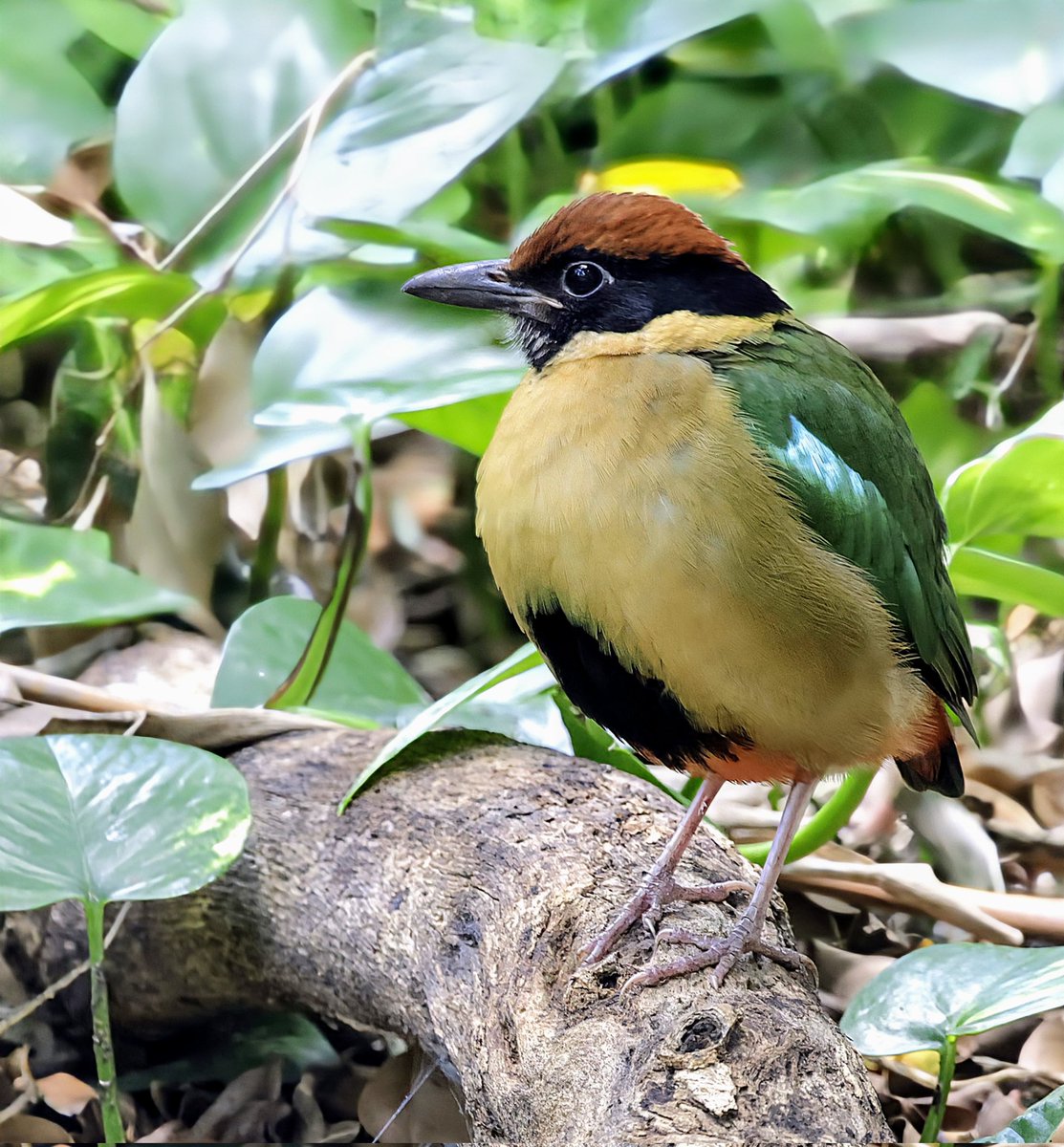 PhilNovis's tweet image. One of my favourite families to see - because so bloody difficult but a bit of local knowledge turned up this Noisy Pitta in Brisbane Botanical gardens.