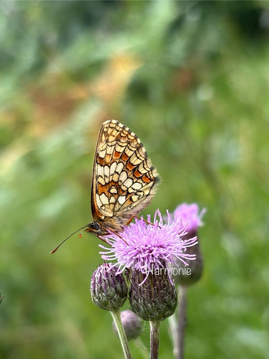 stein5864's tweet image. 🌿🦋🌿 Schönen Sonntag  🌿🦋🌿