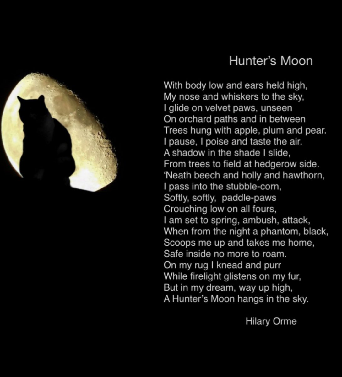 #ShakespeareSunday 20th July marks the anniversary of the first time man set foot on the moon. (1969)
‘the moon, like to a silver bow new bent in heaven’. (A Midsummer Night’s Dream)🌙🚀👨‍🚀 #cats
