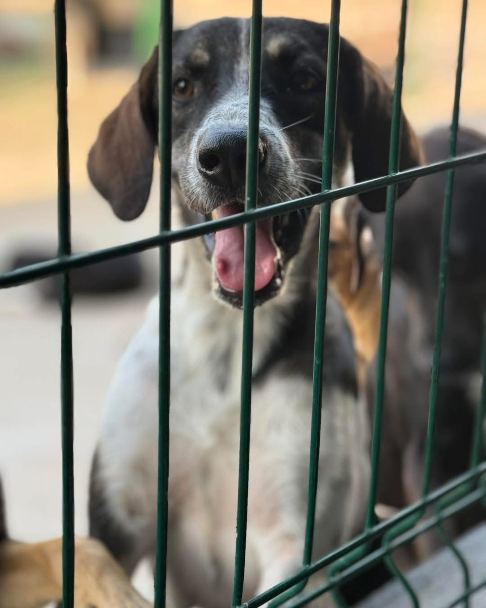 ❣️JULIO EL MES MÁS PERRON DEL AÑO ❤️🐶🐾❣️

Más de 200 perritos están en espera de una oportunidad🙏🏻… Si te sientes preparado para darle un espacio en tu casita y sobre todo en tu corazón hoy  te esperamos en PETCO Altabrisa de 5:30 a 7:30. 

Adopciones WhatsApp: 
993 194 0616