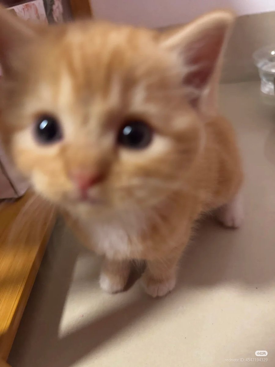 송은석 고양이 tweet media