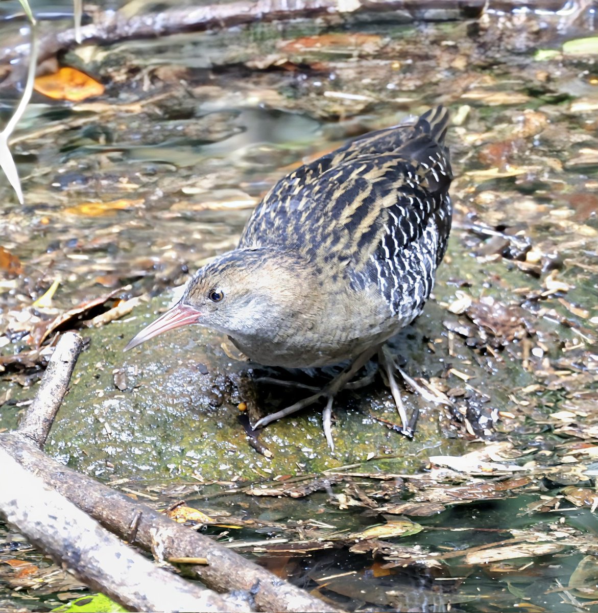 PhilNovis's tweet image. Lewin&apos;s Rail  - one has settled in a small pool, smack bang in the city. It arrived 3 weeks ago &amp;amp; birders from all over Australia are coming to see it as it &apos;just isn&apos;t seen&apos;. Chatting to one birder with a 700+ list of Aussie birds and it was his first.  Brisbane, QLD, Australia