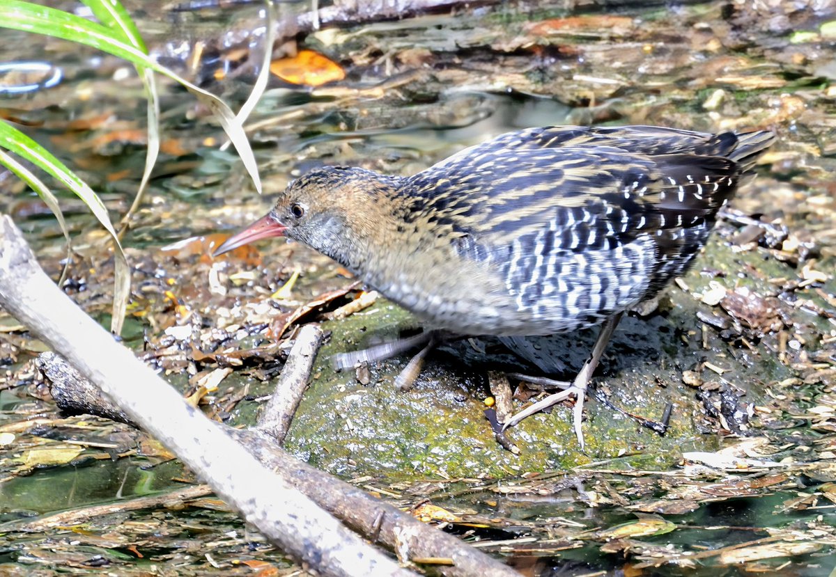 PhilNovis's tweet image. Lewin&apos;s Rail  - one has settled in a small pool, smack bang in the city. It arrived 3 weeks ago &amp;amp; birders from all over Australia are coming to see it as it &apos;just isn&apos;t seen&apos;. Chatting to one birder with a 700+ list of Aussie birds and it was his first.  Brisbane, QLD, Australia
