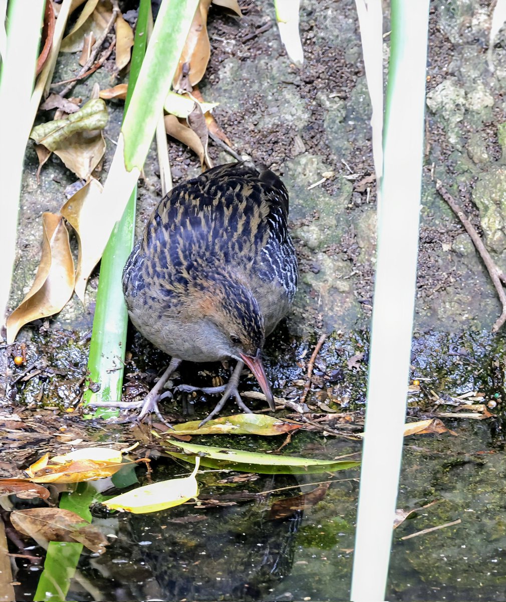 PhilNovis's tweet image. Lewin&apos;s Rail  - one has settled in a small pool, smack bang in the city. It arrived 3 weeks ago &amp;amp; birders from all over Australia are coming to see it as it &apos;just isn&apos;t seen&apos;. Chatting to one birder with a 700+ list of Aussie birds and it was his first.  Brisbane, QLD, Australia