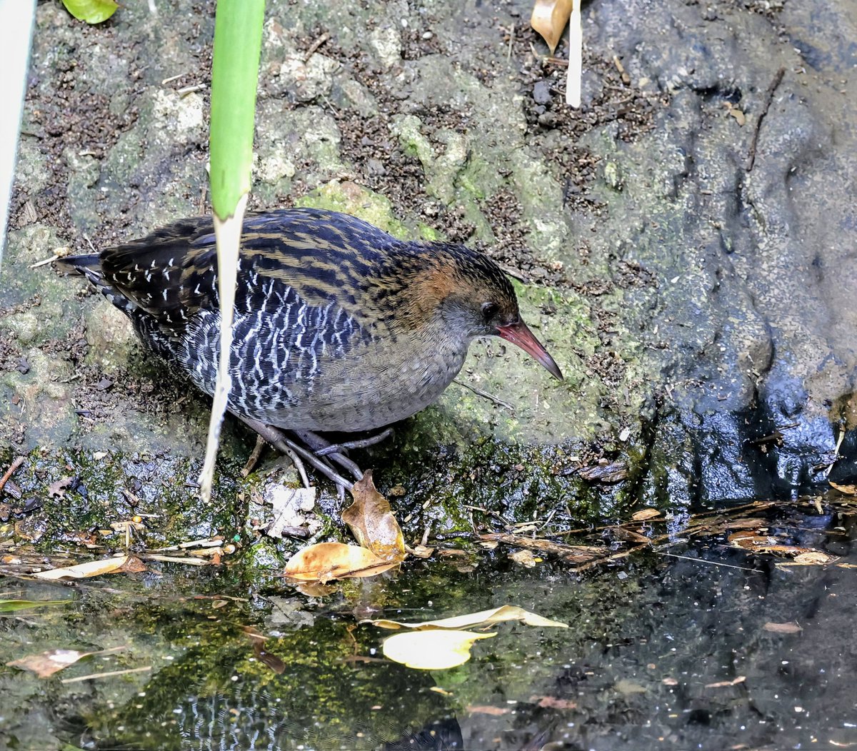 PhilNovis's tweet image. Lewin&apos;s Rail  - one has settled in a small pool, smack bang in the city. It arrived 3 weeks ago &amp;amp; birders from all over Australia are coming to see it as it &apos;just isn&apos;t seen&apos;. Chatting to one birder with a 700+ list of Aussie birds and it was his first.  Brisbane, QLD, Australia
