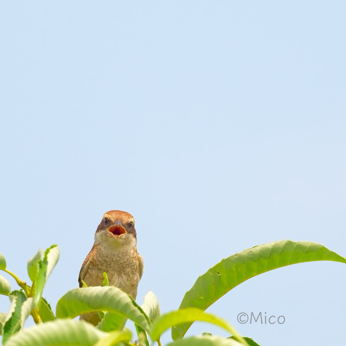 Nip8sino's tweet image. 親鳥たちは涼しい所に逃げた。残っているのはチビちゃん達だけ、うちの庭が縄張りなんでしょ、分かってるから。
まずは夏を乗り切ろう🌻🍉☀️あんまり頑張らないで。